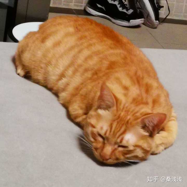 怎样才可以有一只橘猫?