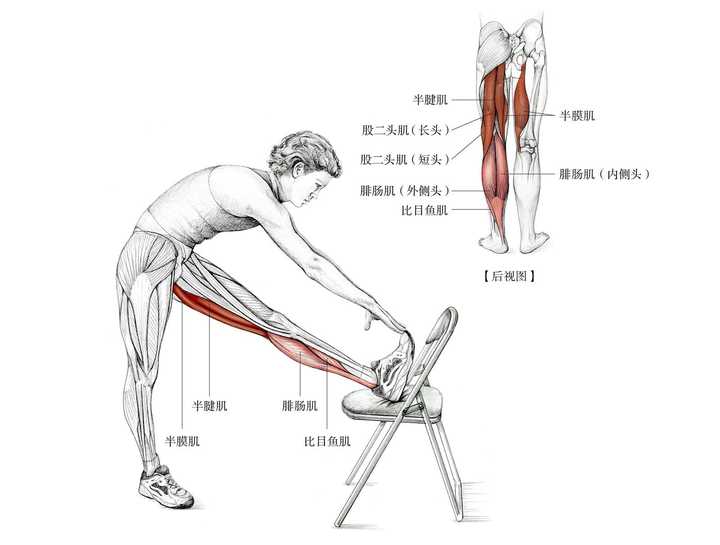 如何快速拉伸开腿部后侧的韧带?
