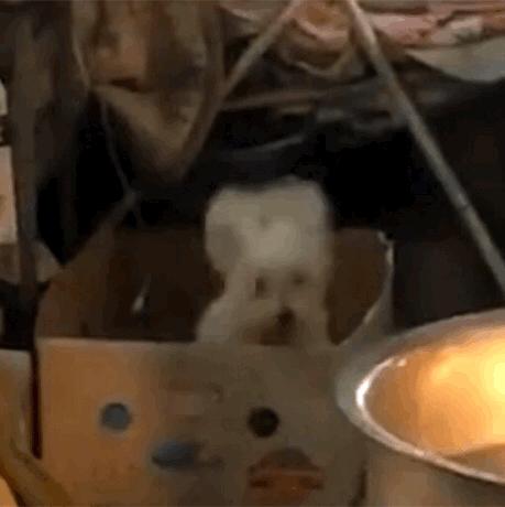 谁有那个一只白色的小狗在纸箱子里蹦迪的动态图啊?