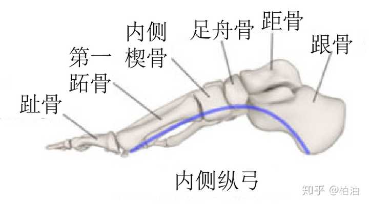 图上显示了内侧足弓相关的骨骼,包括第一跖骨,内侧楔骨,足舟骨,距骨和