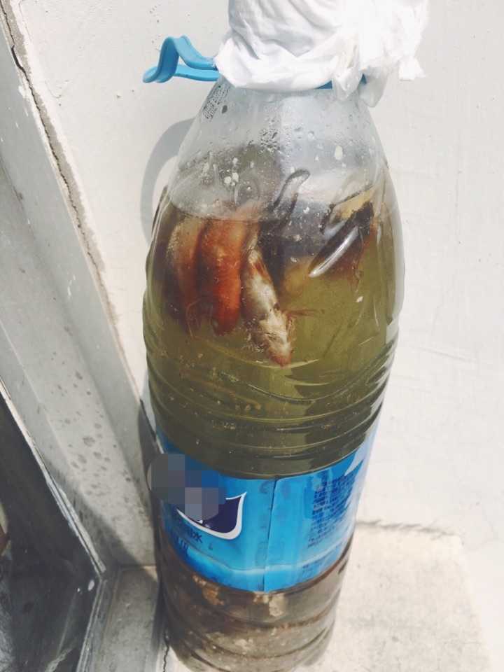 条的死去了 这位同学没有扔,把它们一条条的死鱼装进有水的矿泉水瓶里