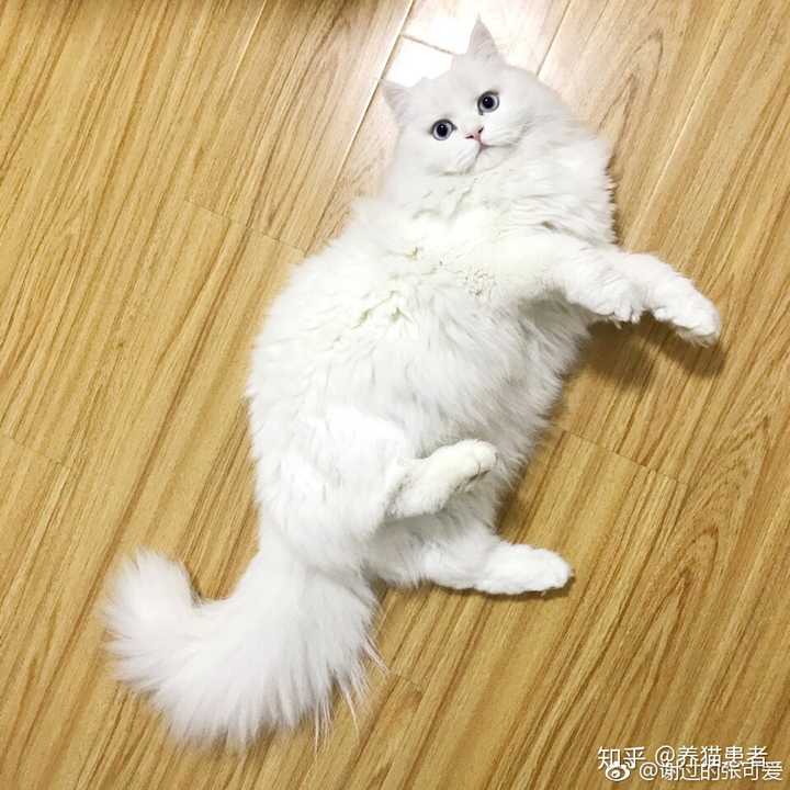 养高地猫是什么样的体验?