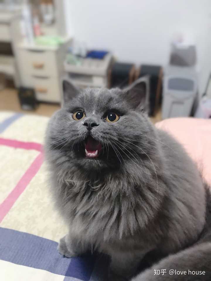 我家的蓝猫以后能变短毛吗?