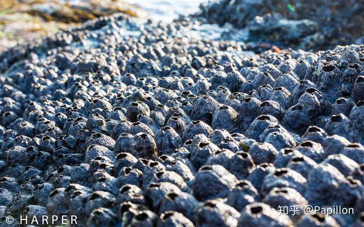 海边岩石上生长的藤壶