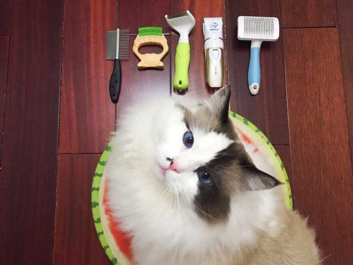 如何选择一个好的梳子给猫梳毛,有木有什么好的建议?