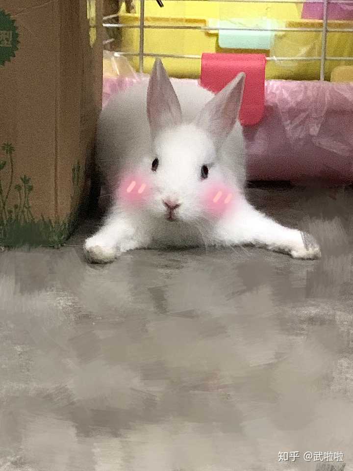 兔子是越长越难看吗?