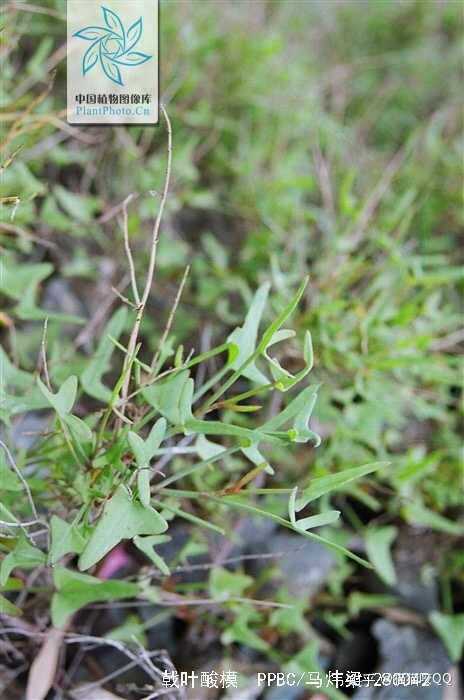 下图是什么植物?