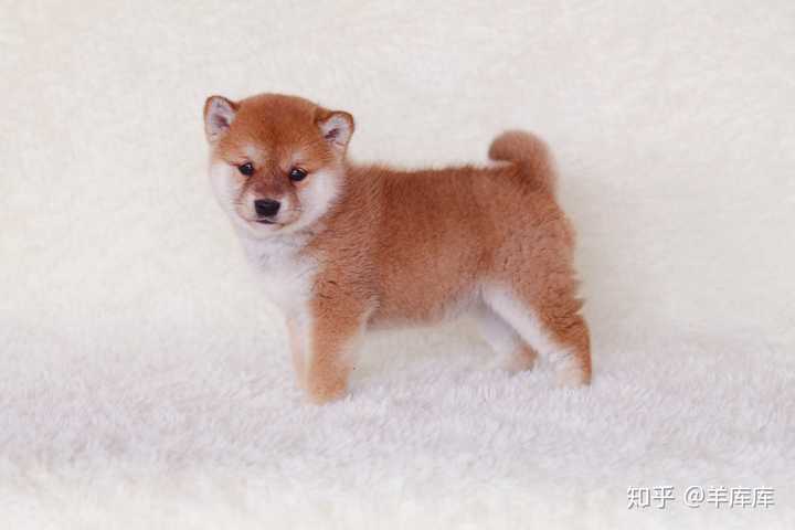 这个柴犬品相咋样呢,大佬?