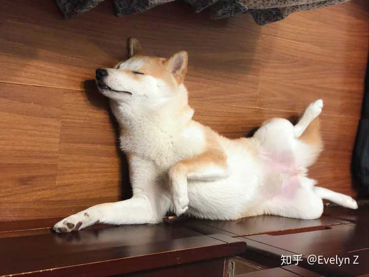 柴犬的颜值可以有多高