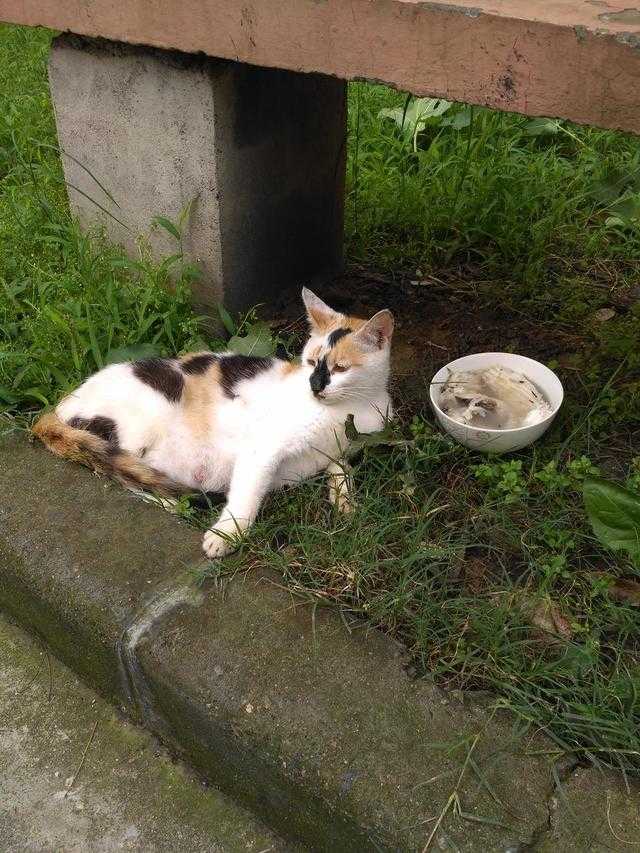 流浪猫会记得经常喂它的人吗