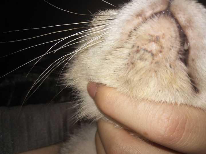 猫这个是猫藓吗,身上也有两处类似结痂的疙瘩,是的话要怎么治疗?
