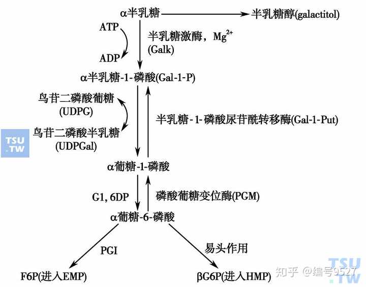 半乳糖也参与人体许多糖蛋白,糖脂和黏多糖的组成.