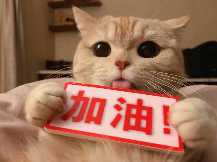 附上我超喜欢的猫猫,谢谢你们看完了这个回答,要一起加油呀!