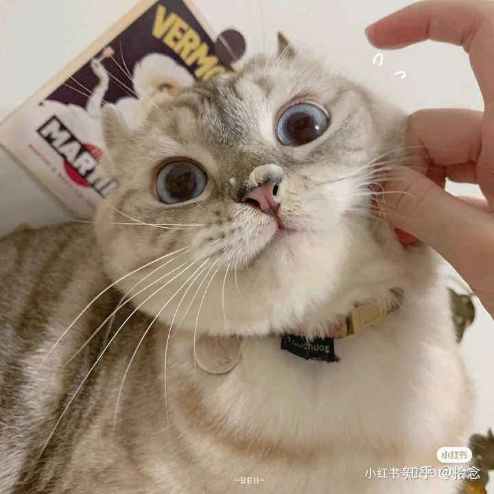 有没有好看的抱猫的男生头像?