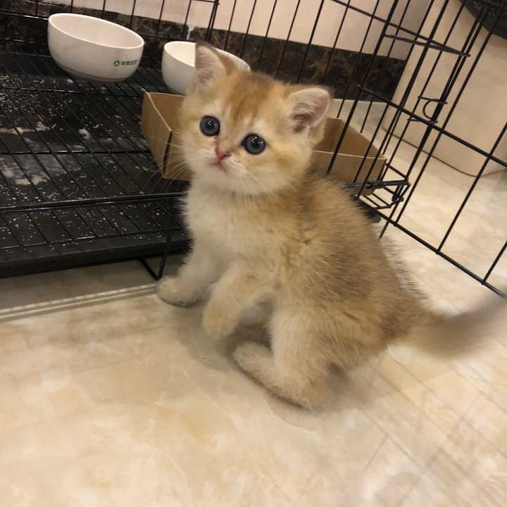 目前家里两只猫,一只美短,昨天来了一个新成员—金渐层!