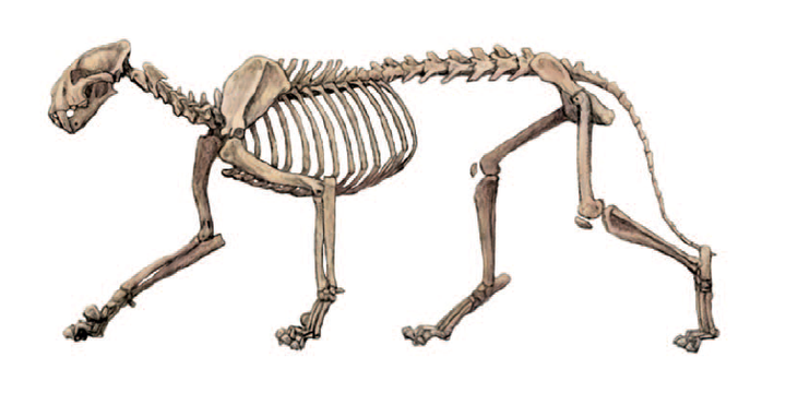 隐匿剑齿虎骨骼,它的体态未像后期剑齿虎类一般特化,总体和豹类比较