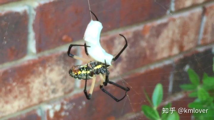 金蛛属的蜘蛛在捕食时习惯用大量的蛛丝去缠绕猎物,真·裹成粽子