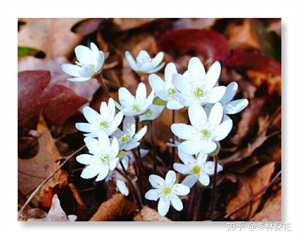 沙洲草,2月12日的