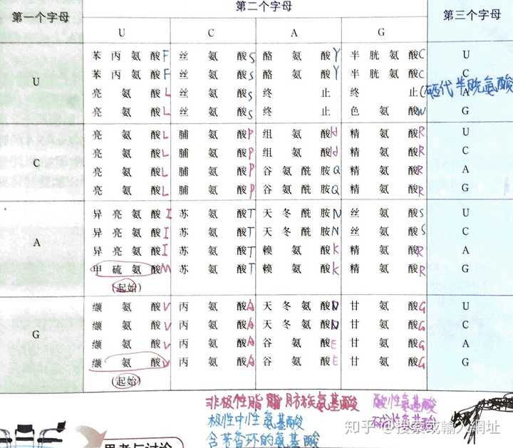 高中生物里,为什么一个密码子只对应一个氨基酸,不会有零个或者2个吗?