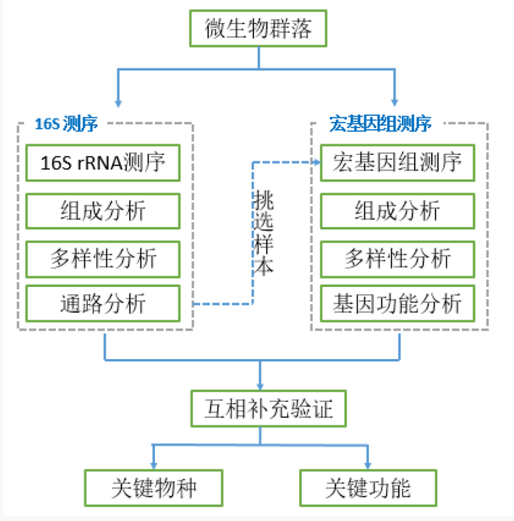 初学者如何系统掌握微生物组学常用研究方法