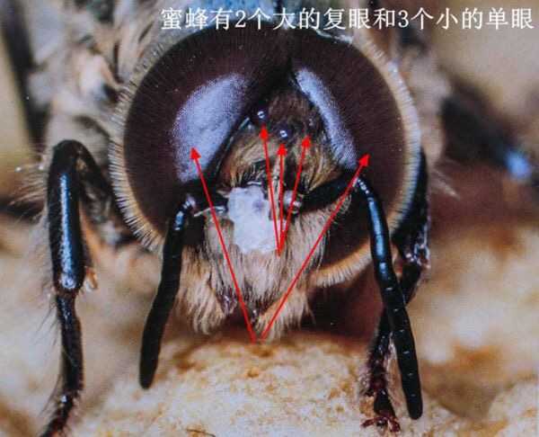 昆虫的背单眼具体有什么作用?
