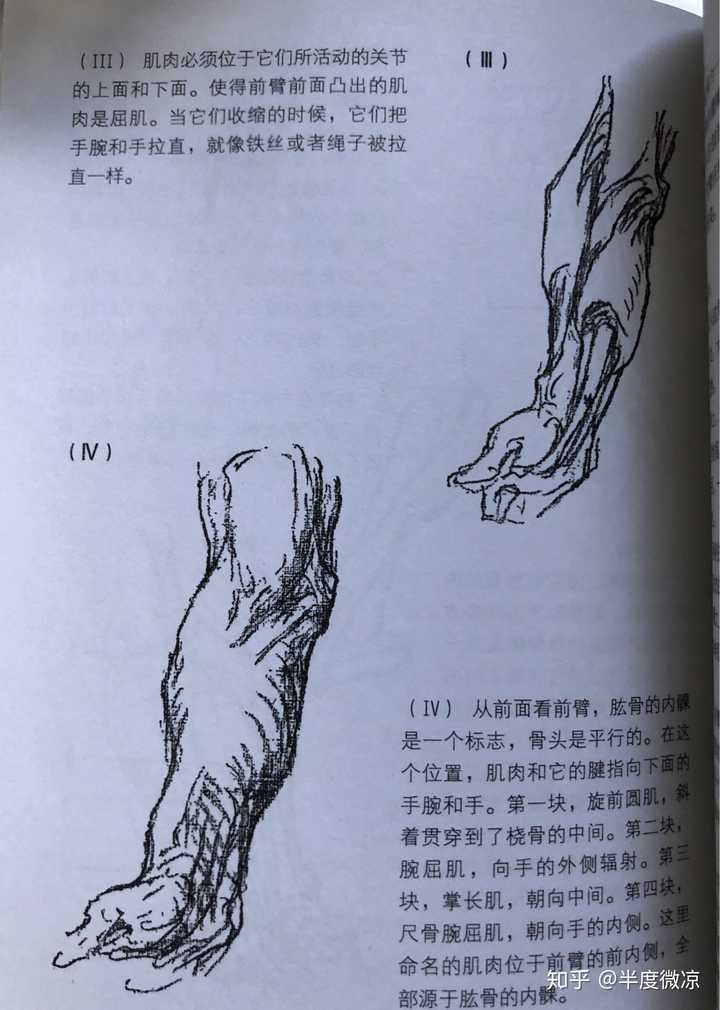 这是伯里曼的人体结构书