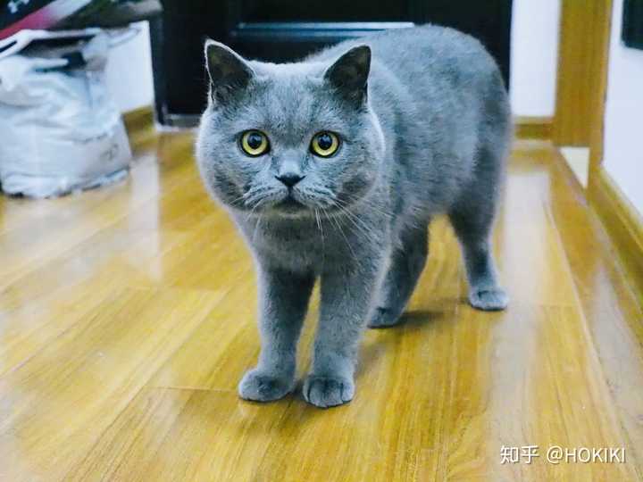 求大神赐教,怎么让蓝猫发腮?