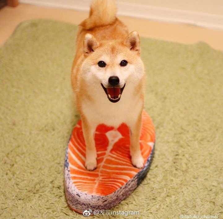 有没有一些柴犬或二哈超可爱的壁纸或头像?
