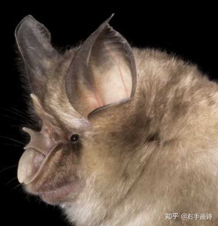 horseshoe bat,snowshoehare 3,中华菊头蝠-rhinolophus sinicus(chinese horseshoe bat)