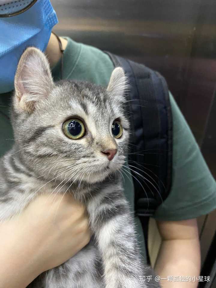 为什么美短猫不喜欢人抱?