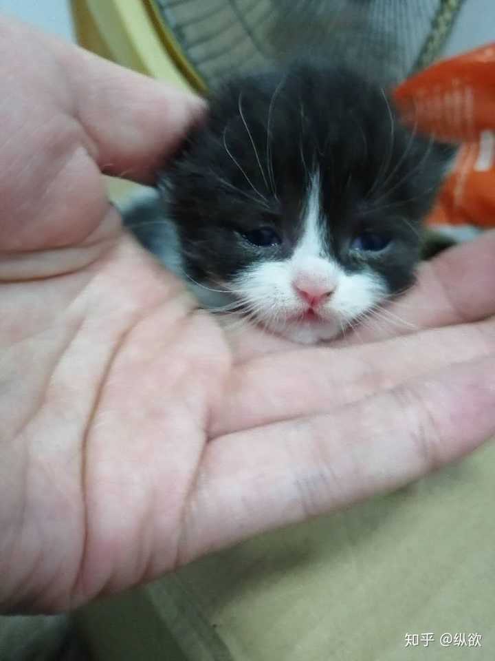 有人试过布偶猫和蓝猫配种的吗?