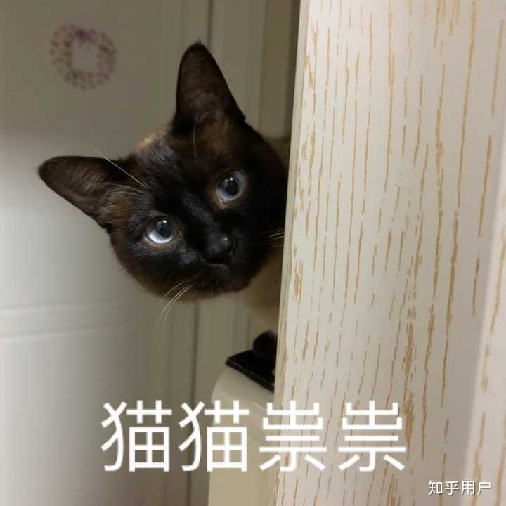 养暹罗猫是种怎样的体验?