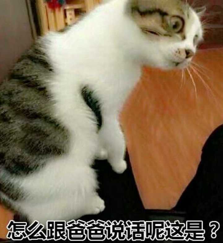 楼上的表情包过于可爱了哈哈哈 话不多说,看图 小叮当也是猫!