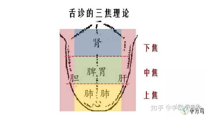 正常情况下,舌头表面应该布满水渍,薄薄的,是人体津液充盈的景象.