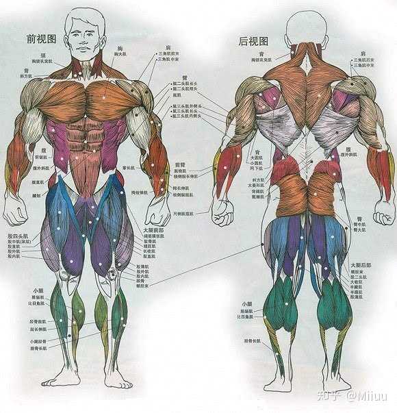 肩部以及背部的肌肉形态以及大小 1)肩部肌肉 肩部主要分布的是三角肌