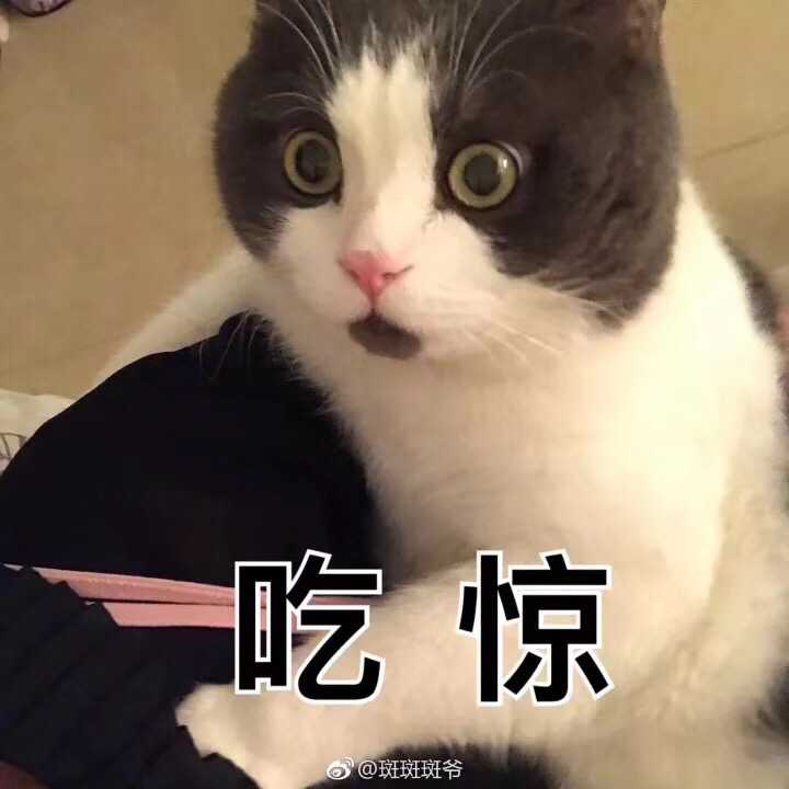 有哪些搞笑的猫咪表情包?