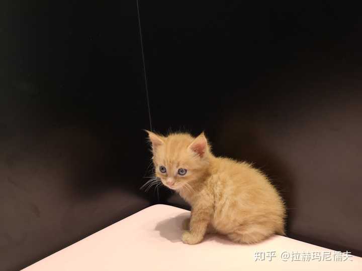 橘猫为什么那么可爱?