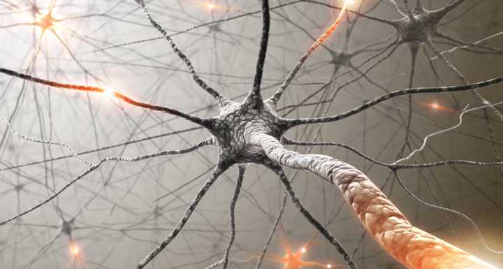 人脑中的神经元