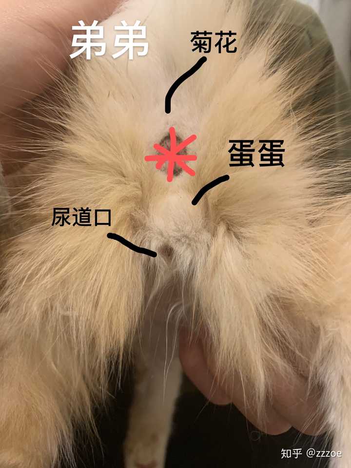 请问这个是公猫吗?