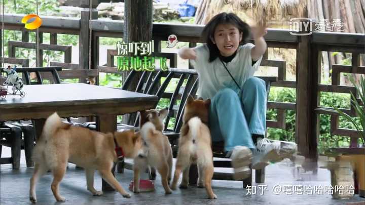 如何评价《向往的生活》第三季第十一期?