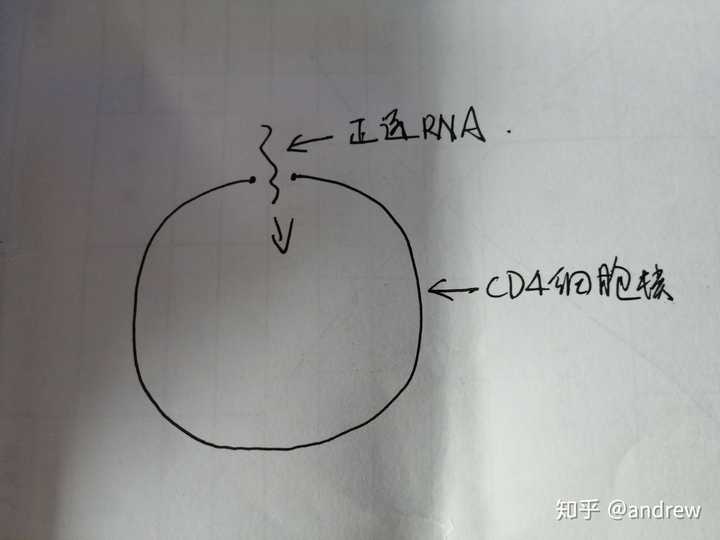 正链rna在逆转录酶的作用下,首先合成出一条与自己互补的dna链