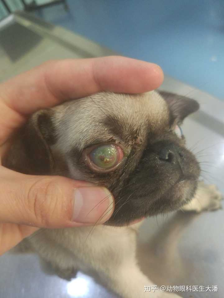 狗狗的眼角膜穿孔了,怎么办?