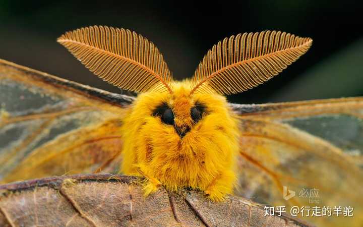 为什么蛾子看起来恶心蝴蝶却不恶心?