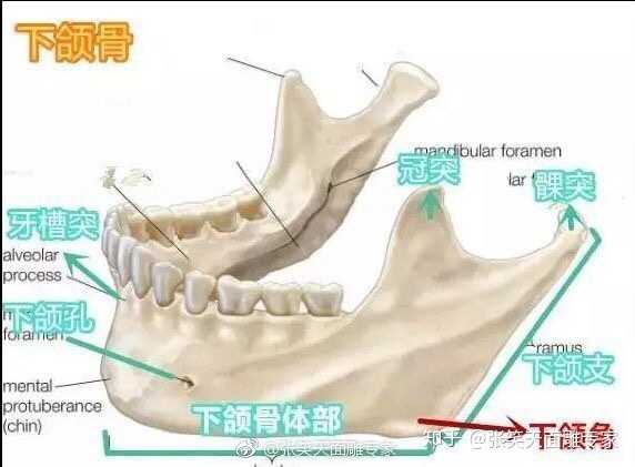 下颌升支与下颌缘形成的夹角,为下颌角,… - 知乎