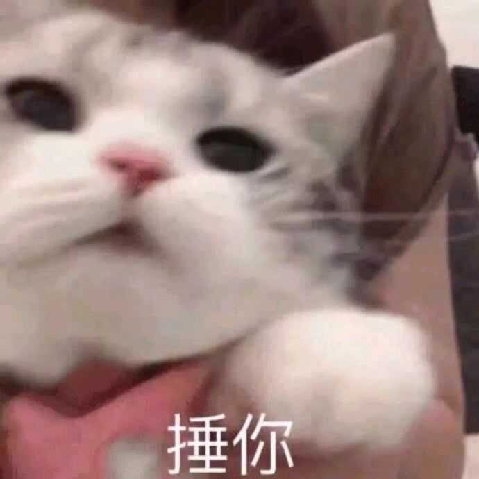 请问有没有超级萌的猫咪表情包?