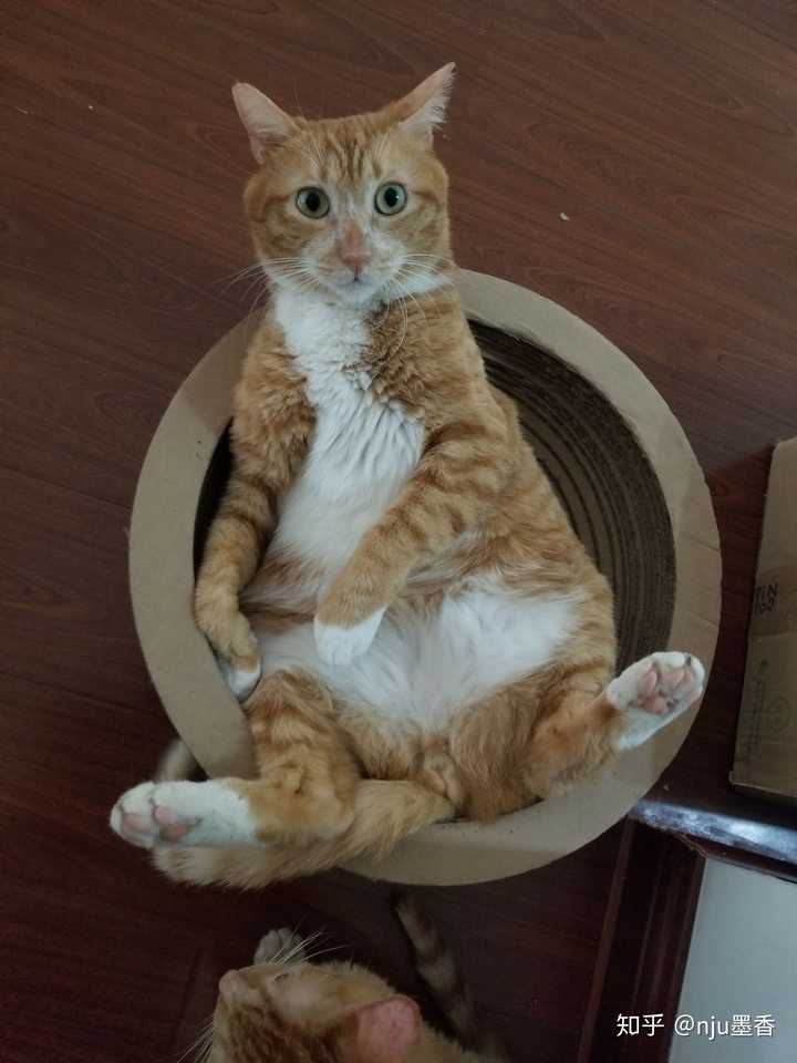 恕我直言,杂交的土猫,可比品种猫聪明健康. 我橘座