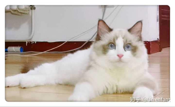 三个月的布偶猫才两斤多,脸尖尖的正常吗?该怎么增肥?