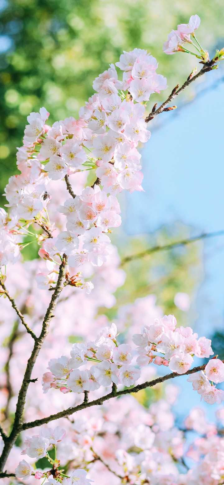 求几张主题是樱花全面屏壁纸.