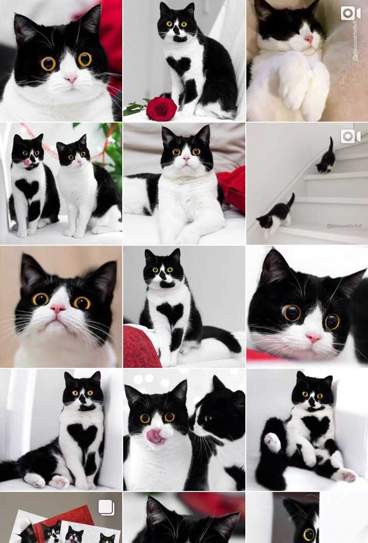 养一只奶牛猫是什么感受?