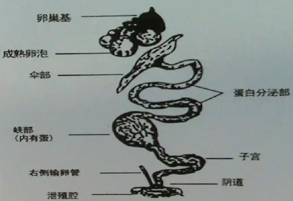 1.公鸡性器官与受精方式 禽类生殖系统不同于胎生哺乳动物.